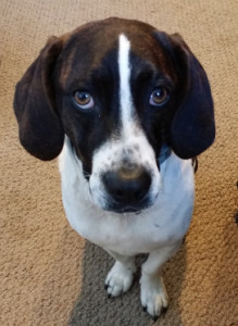 Wally dog